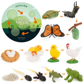 סימולציה מחזור החיים של חיות מודל מונטסורי צעצוע ילדים חרקים צמח מחזור הצמיחה ביולוגיה מדע פתוח צעצוע חינוכי