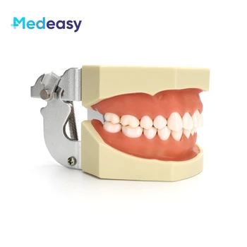 שיניים הדגם עם נשלפת 28 שיניים, שתל דנטלי מודל